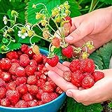 SeedsUP - 100+ Alpine Strawberry Baron Solemacher Everbearing - Fruit Red photo / $8.93 ($0.09 / Count)
