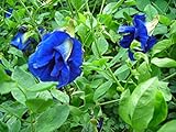 30 Seeds Thai Butterfly Pea Seeds photo / $15.00 ($0.50 / Count)