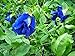 photo 30 Seeds Thai Butterfly Pea Seeds