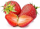 Strawberry Seeds for Planting in Your Indoor or Outdoor Garden: Non-GMO,Non-Hybrid,Heirloom and Organic (100PCS) photo / $9.95
