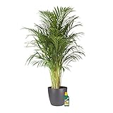 Planta de interior de Botanicly – Palma Areca en maceta antracita + 250 ml de fertilizante como un conjunto – Altura: 90 cm – Areca dypsis lutescens foto / 67,46 €