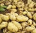 foto Bloom Green Co. 100 unids gigante y amp; Purple Potato Seeds, Antiarrugas, Nutrición, Verduras Verdes Para Plantar un Jardín en el Hogar Plantas de Jardín de Patatas Raras: 5