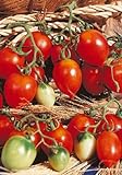 Salerno Seeds Grape Tomato Piennolo Del Vesuvio Pomodoro Heirloom Tomato 3 Grams Made in Italy Italian Non-GMO photo / $4.99