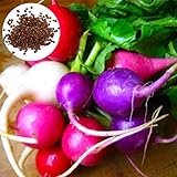 150 unids Color mezclado Semillas de rábano nutritivo, Fácil cultivo de jardín de jardín para plantar jardín yarda al aire libre 1 Semillas de rábano foto / 3,81 €