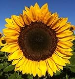 12+ Seeds Sunflower : Pro Cut (BTL) Mixture Sunflower Fresh photo / $26.00