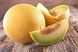 Lot de 50 Graines de Melon Ananas - chair orange, sucrée, juteuse et très parfumée - culture facile - la plante peut porter jusqu’à 6/8 fruits - vigoureuse et très ramifiée - semences reproductibles photo / 4,99 €