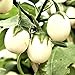 foto Semillas de berenjena 'Golden Egg' - Solanum melongena
