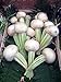 foto Mairüben 'Platte Witte Mei' (Brassica rapa) 200 Samen Weisse Rübe Wasserrübe Stoppelrübe Speiserübe