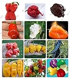 24 sortes de 200 graines de poivre de fruits de légumes, graines de piment géant + doux poivre + Carolina Reaper » + bonsaï de piment mis en pot photo / 4,99 €