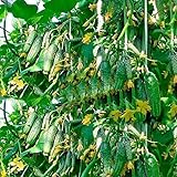 CEMEHA SEEDS Cucumber Titus F1 Vine Open-pollinated Non-GMO Vegetable Heirloom for Planting photo / $6.95