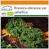 SAFLAX - Ecológico - Col rizada - Invierno Westland - 70 semillas - Brassica oleracea foto / 3,95 €