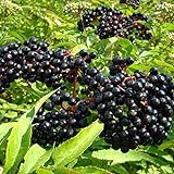 American Elderberry Seeds - 50 Seeds to Plant - Sambucus - Non-GMO Seeds, Grown and Shipped from Iowa. Made in USA photo / $7.68 ($0.15 / Count)