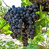 50+ Fresh Delicious Black Grape Round Variety Seeds photo / $7.99 ($0.16 / Count)