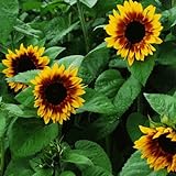 50+ Seeds (BTL) Sunflower : Pro Cut Bicolor Sunflower Fresh photo / $28.00