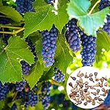KOqwez33 Seeds for Garden Yard Potted Decoration,50Pcs/Bag Grape Seeds Phyto-Nutrients Rich Vitamins Perennial Indoor Potted Fruit Seeds for Garden - Grape Seeds photo / $1.50