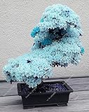 10 PCS ciel rare graines de sakura bleu bonsaï fleurs graines d'arbres de fleur plantes Bonsai Cherry Blossoms graines de cerisier pour la maison et le jardin photo / 3,95 €