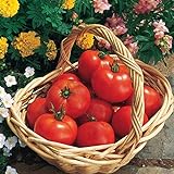 Burpee 'Early Girl' Hybrid | Red Slicing Tomato | Rich Flavor & Aroma | 125 Seeds photo / $10.46