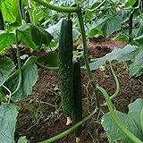 50Pcs High Yielding Cucumber Seeds for Planting Non-GMO Vegetable Seeds Garden Seed ,for Growing Seeds in The Garden or Home Vegetable Garden photo / $6.99