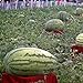 foto TENGGO Egrow 30Pcs Semillas de Gigante Sandía Negra Tyrant Rey Semillas de Sandía Fruta de Jardín