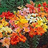 Asiatic Lilies Mix (10 Pack of Bulbs) - Freshly Dug Perennial Lily Flower Bulbs photo / $21.67 ($2.17 / Count)