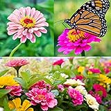 Zinnia Seeds for Planting Outdoors, Over 480 Seeds Giving You The Zinnia Flowers You Need, Zinnia Elegans, 4.2 Grams, Non-GMO photo / $4.97