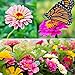photo Zinnia Seeds for Planting Outdoors, Over 480 Seeds Giving You The Zinnia Flowers You Need, Zinnia Elegans, 4.2 Grams, Non-GMO