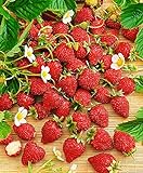 Seeds4planting - Seeds Alpine Strawberry Red Baron Solemaher Everbearing Climbing Fruits Non GMO photo / $8.94