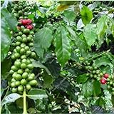 Las nuevas 20 PC/bolsa de granos de café fresco de semillas de cosecha propia planta de frijol de cacao Semillas genuino para la venta foto / 15,99 €