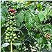 foto Las nuevas 20 PC/bolsa de granos de café fresco de semillas de cosecha propia planta de frijol de cacao Semillas genuino para la venta