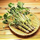 200pcs / lot Semillas wasabi, vegetal de semillas de rábano picante japonés para plantar fácil crecer Bonsai Plantas del jardín de DIY Plantas foto / 4,99 €