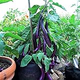 Eggplant , Long Purple Eggplant Seeds, Heirloom, Non GMO, 50 Seeds, Garden Seed, Long Purple, Heirloom, Non GMO, 25+Seeds, Garden Seed photo / $2.29 ($0.09 / Count)