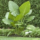 Elephant Ears (colocasia) 3 Bulb- bold tropical effect to and landscape. photo / $8.25