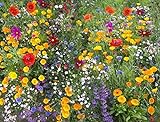Cioler Seed House - Graines de fleurs sauvages rares Mélange de fleurs Mélange amical pour les abeilles et les abeilles photo / 4,29 €