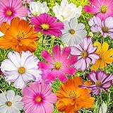 Bulk Package of 7,000 Seeds, Crazy Mix Cosmos (Cosmos bipinnatus) Non-GMO Seeds by Seed Needs photo / $12.99 ($0.00 / Count)