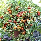 Bajaja Tomatensamen für ca. 15 Pflanzen - pflegeleichte Sorte, Massenertrag foto / 1,99 € (0,13 € / stück)