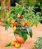 100 Stück/Beutel Mini-Süßmelonensamen, Melonenbaum, nicht-gentechnikverändernd, organische Obst- und Gemüsesamen für Heimwerker, Heimgarten foto / 4,66 €