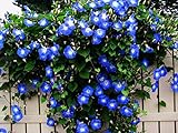Blue Morning Glory Climbing Vine | 100 Seeds to Plant | Beautiful Flowering Vine photo / $6.96 ($0.07 / Count)