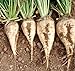 foto 300 semillas de remolachas azucareras blanco dulce de la remolacha no-GMO raíz vegetal o semillas de cultivos forrajeros