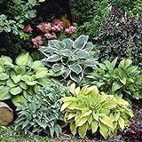Mixed Hosta Perennials (6 Pack of Bare Roots) - Great Hardy Shade Plants photo / $21.20 ($3.53 / Count)