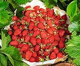 CEMEHA SEEDS - Alpine Strawberry Regina Everbearing Berries Indoor Non GMO Fruits for Planting photo / $8.95 ($0.30 / Count)