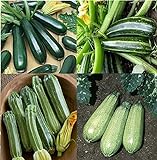 David's Garden Seeds Collection Set Zucchini 9835 (Green) 4 Varieties 100 Non-GMO, Open Pollinated Seeds photo / $16.95 ($4.24 / Count)