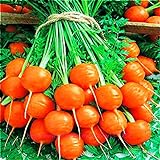 Seeds4planting - Seeds Sweet Carrot Paris Market Round Red Heirloom Vegetable Non GMO photo / $8.94