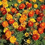 Outsidepride Marigold Flower Seed Mix - 1000 Seeds photo / $6.49 ($0.01 / Count)