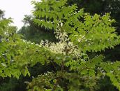 フォト 庭の花 日本アンジェリカツリー, Aralia ホワイト