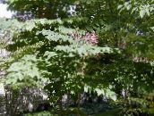 πασχαλιά Ιαπωνικό Δέντρο Αγγελική