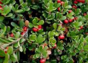 foto Flores do Jardim Bearberry, Kinnikinnick, Manzanita, Arctostaphylos uva-ursi vermelho
