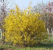 fotografie Zahradní květiny Zlatice, Forsythia žlutý
