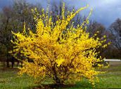 foto Have Blomster Forsythia gul