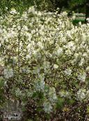 ფოტო ბაღის ყვავილები Witch მურყანი, Fothergilla თეთრი