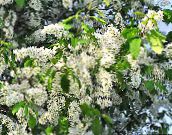 フォト 庭の花 鳥チェリー、チェリープラム, Prunus Padus ホワイト